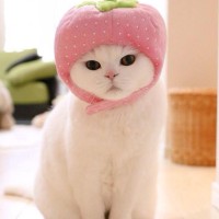 Репетитор - 5555 Н. id:146678 Репетитор - 5555 Н. id:146678